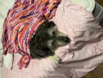 Sleepy, sleepy dogs