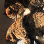 Isla,s cats