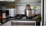 the cat kitchen