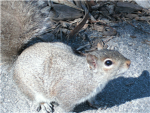 squirrels!!!