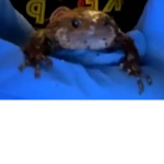 Frogga Group