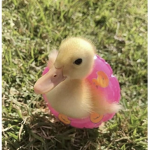 The cooly cooly Duck Squad!!!