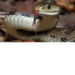 Snakes United!!!!!
