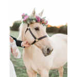 - Spring Stables -