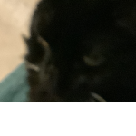 Cat are cool squad