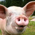 Them piggy squad