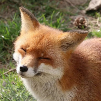 very normal fox obby!!!!!!!!