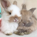 The BunnyBFFS Squad