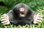 The Mole Hole!