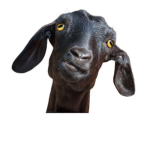 The Epic Goat Group