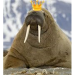 The Walrus Kingdom