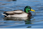 The ducky army!!!!!!