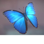 Butter butter butterflies