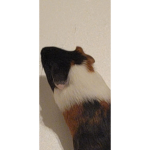 Wilbur is better than you