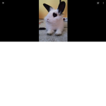 ############### BUNNY PLACE