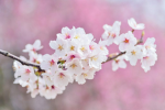 Th4 Sakura Clan