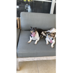 Milky~Monster BEST DOGOS EVER
