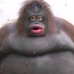 Le Monke's Army
