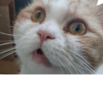 Rufus the cat