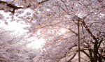 SakuraFields