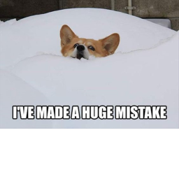 CORGI MEME FIGHTS!!!