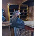 Chicken Child's Group