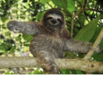 *SLOTH SQUAD*