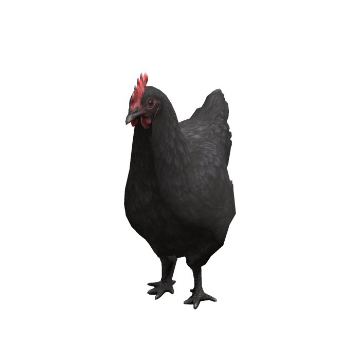 Black Chicken