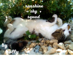 Sunshine Sky squad