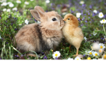 BUNNY RULE!!!