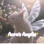 Aura's Angelss!