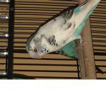Birds are love!