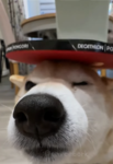 The doge only.