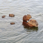 CAPYBARAGANG1