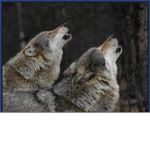 the wolf pack. :)