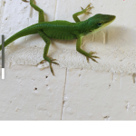 Florida lizards Hockey team