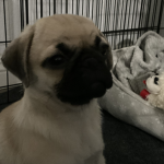 Eggy army! (Eggy the pug)