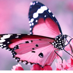 ʚïɞ Butterflies Modelling Agency ʚïɞ