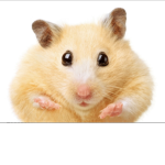 Hamsters DNU