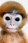 The Monkey are on top
