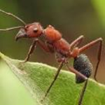 Group where we all pretend to be ants