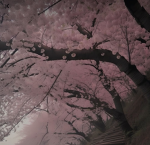 The Cherry Blossom Gang
