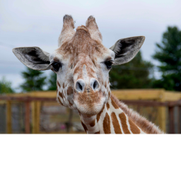 GUKETS ZOO