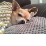 In loving memory of poppy :(