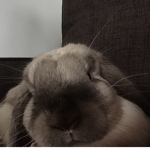 De Pebbles official