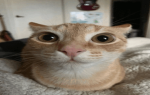 BitPham UGC Group Thumbnail
