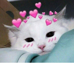 ~•Meow•~