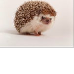 pray to a hedgehog group