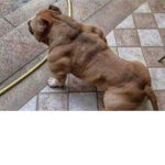 Buff dog studios
