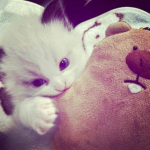 syaa'